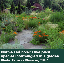 Native and non-native plant species intermingled in a garden. Photo: Rebecca Finneran, MSUE.